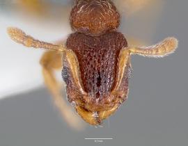 Anterior view of head, adult worker.  Photo by April Nobile,  Antweb.org .