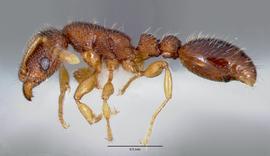 Lateral view of body, entire, adult worker.  Photo by April Nobile,  Antweb.org .