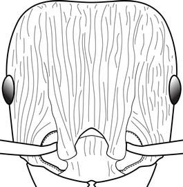 Anterior view of head, adult worker. Cephalic dorsum primarily sculptured with subparallel longitudinal rugae that are not intersected by sections of shorter latitudinal rugae. Used in Antkey to separate  Tetramorium caespitum_cf  and  Tetramorium tsushimae  from all other  Tetramorium  species.
