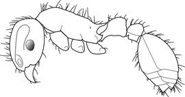 Lateral view of body, surface characters, adult worker. The erect hairs are long, acuminate, flexuous and moderately abundant, but are never bifid. Used in Antkey to separate  Tetramorium bicarinatum , Tetramorium insolens ,  Tetramorium caespitum_cf ,  Tetramorium pacificum ,  Tetramorium tonganum  and  Tetramorium tsushimae  from other  Tetramorium  species.
