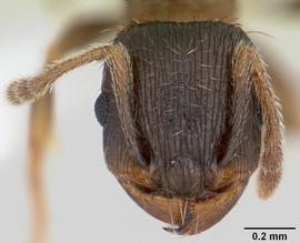 Anterior view of head, adult worker.  Photo by April Nobile,  Antweb.org .