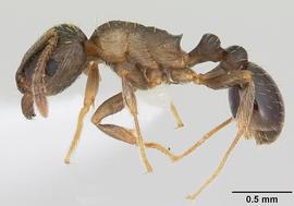 Lateral view of body, entire, adult worker.  Photo by April Nobile,  Antweb.org .