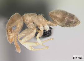 Lateral view of body, entire, adult worker.  Photo by April Nobile,  Antweb.org .
