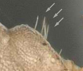 Lateral view of propodeum, adult worker. Propodeum with 3 pairs of hairs. Photo by April Nobile,  Antweb.org , modified.