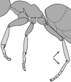Lateral view of leg, adult worker. The hind leg (metatarsus) is more or less uniform brown in color, and the tarsus is not distinctly lighter than the tibia and femur. Used in Antkey to separate  Technomyrmex pallipes  from  Technomyrmex albipes ,  Technomyrmex difficilis  and  Technomyrmex vitiensis .