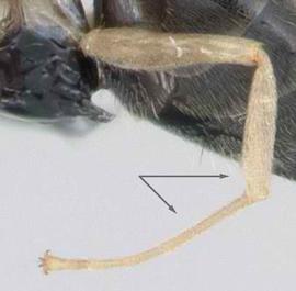 Lateral view of leg, adult worker. Tarsus of hind leg not distinctly lighter than femur of hind leg. Photo by April Nobile,  Antweb.org , modified.