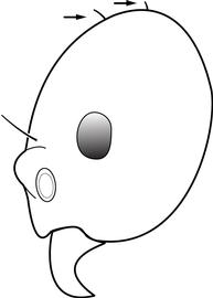 Lateral view of head, adult worker. The cephalic dorsum with two pairs of short and stubby hairs posterior to eye. Used in Antkey to separate  Technomyrmex pallipes  from  Technomyrmex albipes ,  Technomyrmex difficilis  and  Technomyrmex vitiensis .