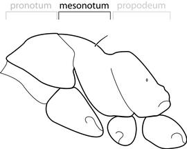 Lateral view of mesonotum, adult worker. The mesonotum with one pair of erect hairs. Used in Antkey to separate  Technomyrmex difficilis  and  Technomyrmex pallipes  from  Technomyrmex albipes  and  Technomyrmex vitiensis . The erect hairs of  Technomyrmex  specimens can often be rubbed off prior to examination, so caution should be exercised when using this character for identification.