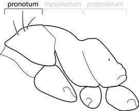 Lateral view of pronotum, adult worker. The pronotum with three pairs of erect hairs that differ from the appressed pilosity. Used in Antkey to separate some specimens of  Technomyrmex pallipes  from  Technomyrmex albipes, Technomyrmex difficilis  and  Technomyrmex vitiensis .  Technomyrmex pallipes  can have 1-3 pairs of erect hairs on the pronotum. This character should be used with some caution because these hairs can be easily rubbed off prior to examination.