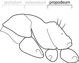 Lateral view of propodeum, adult worker. The propodeal declivity has three pairs of erect hairs.