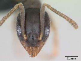 Anterior view of head, adult worker.  Photo by April Nobile,  Antweb.org .