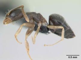 Lateral view of body, entire, adult worker.  Photo by April Nobile,  Antweb.org .