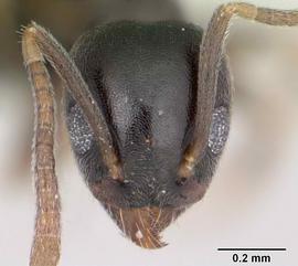 Anterior view of head, adult worker.  Photo by April Nobile,  Antweb.org .