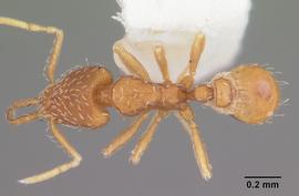 Dorsal view of body, entire, adult worker.  Photo by April Nobile,  Antweb.org .