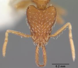 Anterior view of head, adult worker.  Photo by April Nobile,  Antweb.org .