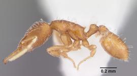 Lateral view of body, entire, adult worker.  Photo by April Nobile,  Antweb.org .