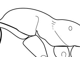 Lateral view of thorax / mesosoma, adult worker. The dorsal surface of the mesosoma may have appressed pilosity, but it lacks erect hairs. Used to distinguish species in the  Monomorium salomonis -group ( Monomorium salomonis  and  Monomorium subopacum ) from all other  Monomorium  species in Antkey.