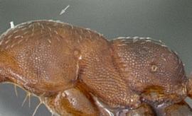 Lateral view of thorax / mesosoma, adult worker. Erect hairs lacking on dorsum of mesosoma. Photo by Michele Esposito,  Antweb.org , modified.