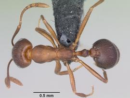 Dorsal view of body, entire, adult worker.  Photo by April Nobile,  Antweb.org .