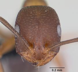 Anterior view of head, adult worker.  Photo by April Nobile,  Antweb.org .