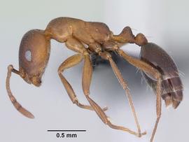 Lateral view of body, entire, adult worker. Photo by April Nobile,  Antweb.org .