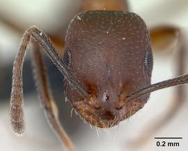 Anterior view of head, adult worker.  Photo by Michele Esposito,  Antweb.org .