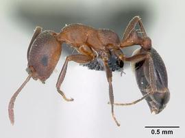 Lateral view of body, entire, adult worker. Photo by Michele Esposito,  Antweb.org .