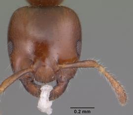 Anterior view of head, adult worker.  Photo by April Nobile,  Antweb.org .
