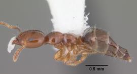 Lateral view of body, entire, adult worker. Photo by April Nobile,  Antweb.org .