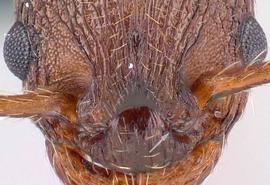Anterior view of frontal carina, adult worker. Frontal lobes short and broad, distinctly rounded anteriorly. Photo by Erin Prado,  Antweb.org , modified.