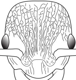Anterior view of head, adult worker. The cephalic sculpture of  Myrmica specioides  is strongly rugoreticulate and characterized by longitudinal carinae that are frequently intersected by shorter transverse carinae. This character state contrasts with the predominately longitudinal cephalic carinae of  Myrmica specioides  that rarely intersect.