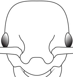 Anterior view of frontal carina, adult worker. The frontal lobes are short and broad, and are distinctly rounded anteriorly. Used in Antkey to separate  Myrmica specioides  from  Myrmica rubra .