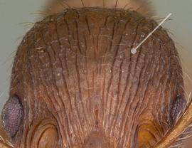 Anterior dorsal view of head, adult worker. Carinae on cephalic dorsum mostly longitudinal, occasionally branching, but rarely intersecting.