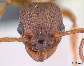 Anterior view of head, adult worker.  Photo by Erin Prado,  Antweb.org .
