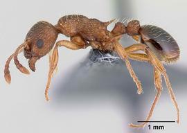 Lateral view of body, entire, adult worker.  Photo by Erin Prado,  Antweb.org .
