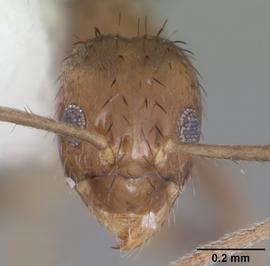 Anterior view of head, adult worker.  Photo by April Nobile,  Antweb.org .