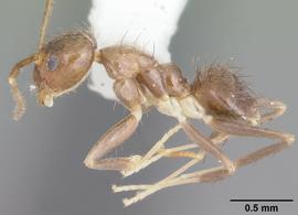 Lateral view of body, entire, adult worker. Photo by April Nobile,  Antweb.org .
