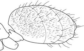 Lateral view of gaster, adult worker. The first gastral tergite is covered with dense pubescence, giving it a dull appearance.