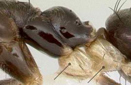 Lateral view of thorax / mesosoma, adult worker. Middle and hind coxae pale white, contrasting with dark mesosoma. Photo by April Nobile,  Antweb.org , modified.