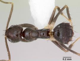 Dorsal view of body, entire, adult worker.  Photo by April Nobile,  Antweb.org .