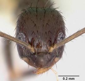 Anterior view of head, adult worker.  Photo by April Nobile,  Antweb.org .