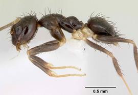 Lateral view of body, entire, adult worker.  Photo by April Nobile,  Antweb.org .