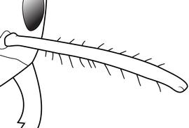 Close-up view of antennal scape, adult worker. Antennal scapes with more than 10 erect hairs. The hairs may be also be semierect, but are distinguished from the more common appressed pilosity.