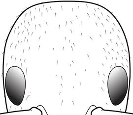 Anterior view of head, adult worker. The posteromedian portion of the head has only sparse pubescence, such that the space between hairs is often much greater than the length of the hairs.