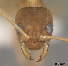 Anterior view of head, adult worker.  Photo by April Nobile,  Antweb.org .