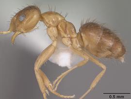 Lateral view of body, entire, adult worker.  Photo by April Nobile,  Antweb.org .