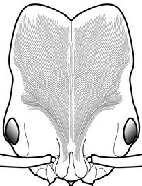 Anterior view of head, adult worker. Head finely striate.