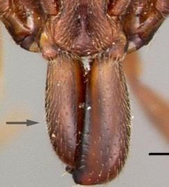 Anterior dorsal view of mandibles, adult worker. Mandible shape linear. Photo by April Nobile,  Antweb.org , modified.