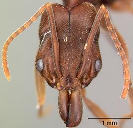 Anterior view of head, adult worker.  Photo by April Nobile,  Antweb.org .