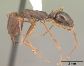 Lateral view of body, entire, adult worker.  Photo by April Nobile,  Antweb.org .